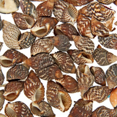 Ракушки декоративные 1-2 см, 100 г