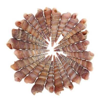 Ракушки декоративные 3-5 см, 100 г