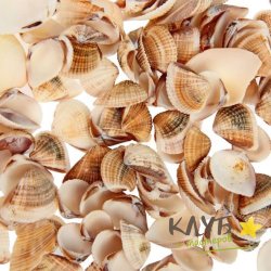 Ракушки декоративные 1-2,5 см, 100 г