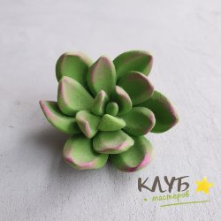 Суккулент Эхеверия, форма силиконовая