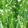 Крамбе (абиссинской горчицы) масло 50 мл - миниатюра 1