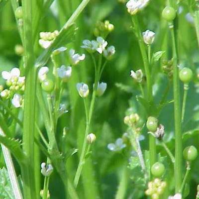 Крамбе (абиссинской горчицы) масло 50 мл