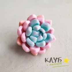 Суккулент Радужный, форма из пищевого силикона