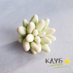 Суккулент Пахифитум, форма силиконовая