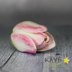 Тюльпан 2, форма из пищевого силикона