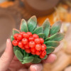 Рябина на ветке, форма силиконовая - миниатюра 3